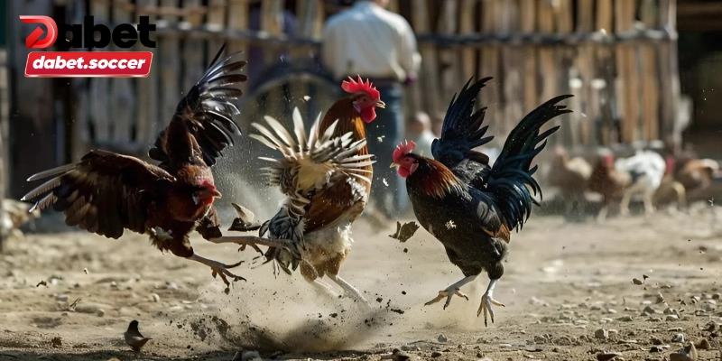 Cá độ đá gà là gì?