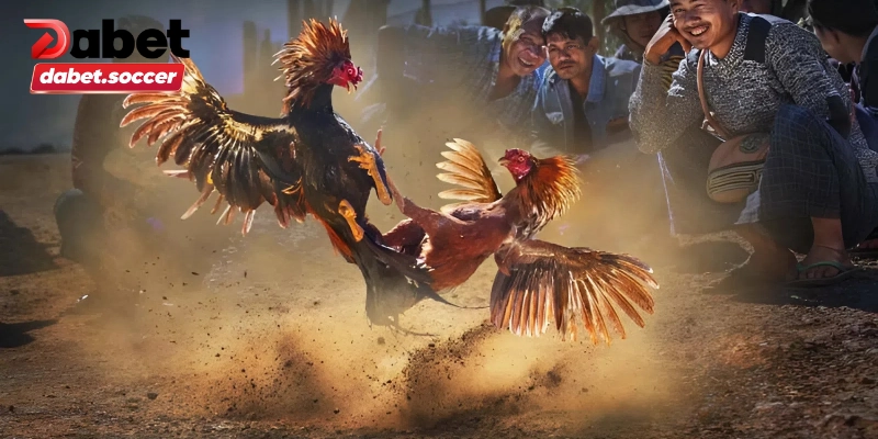 Đá gà có hợp pháp không?