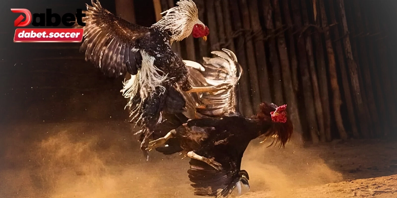 Kinh nghiệm chơi cá độ đá gà chắc thắng từ cao thủ