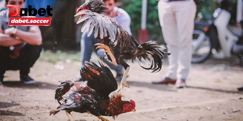 Hướng dẫn cược tiền và theo dõi trong đá gà Thomo