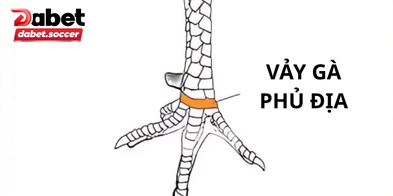 Vảy gà phủ địa siêu hiếm kê thủ đều muốn có